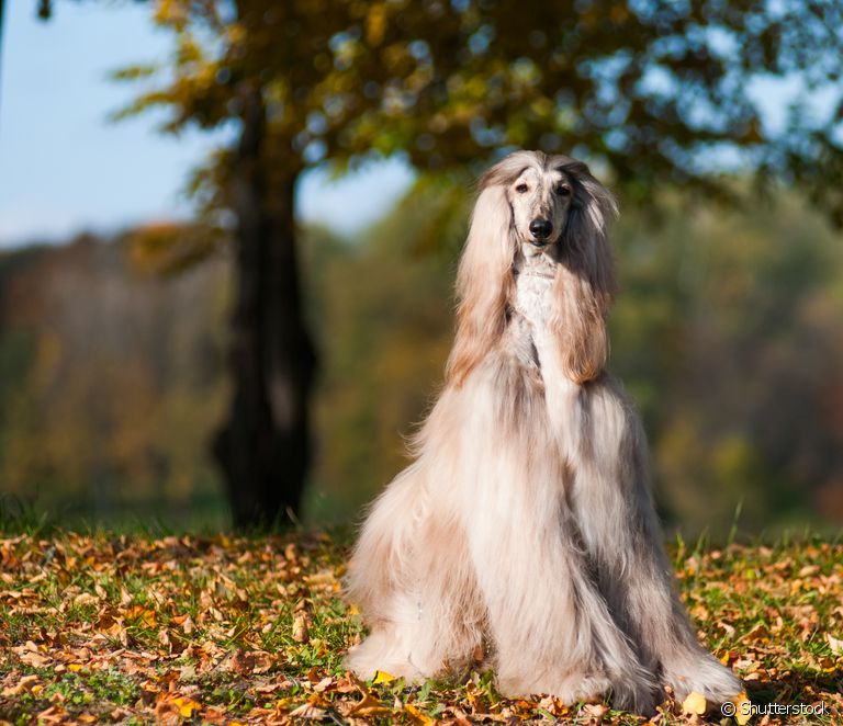  Afghan greyhound: alt hvad du behøver at vide om hunderacen