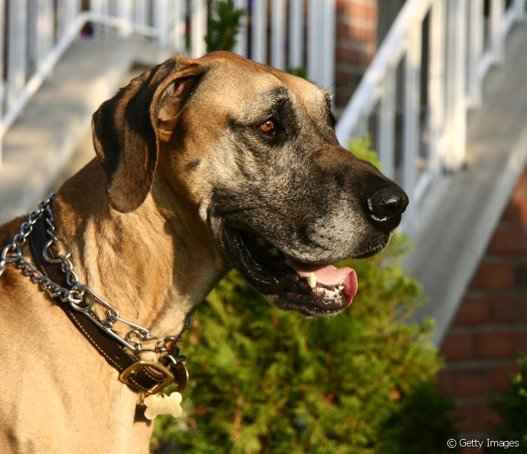  Vokiečių dogas: kilmė, dydis, sveikata, temperamentas... sužinokite viską apie šią milžinišką šunų veislę
