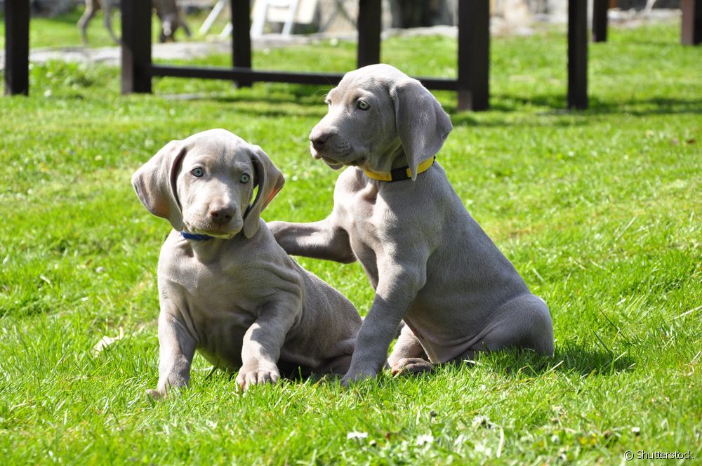  Weimaraner puppy: 10 behavioral characteristics of the dog breed