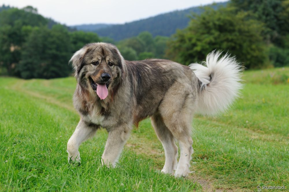  Caucasian သိုးထိန်း- Mastiff အမျိုးအစား ခွေးမျိုးစိတ်၏ လက္ခဏာများအားလုံးကို သိသည်။