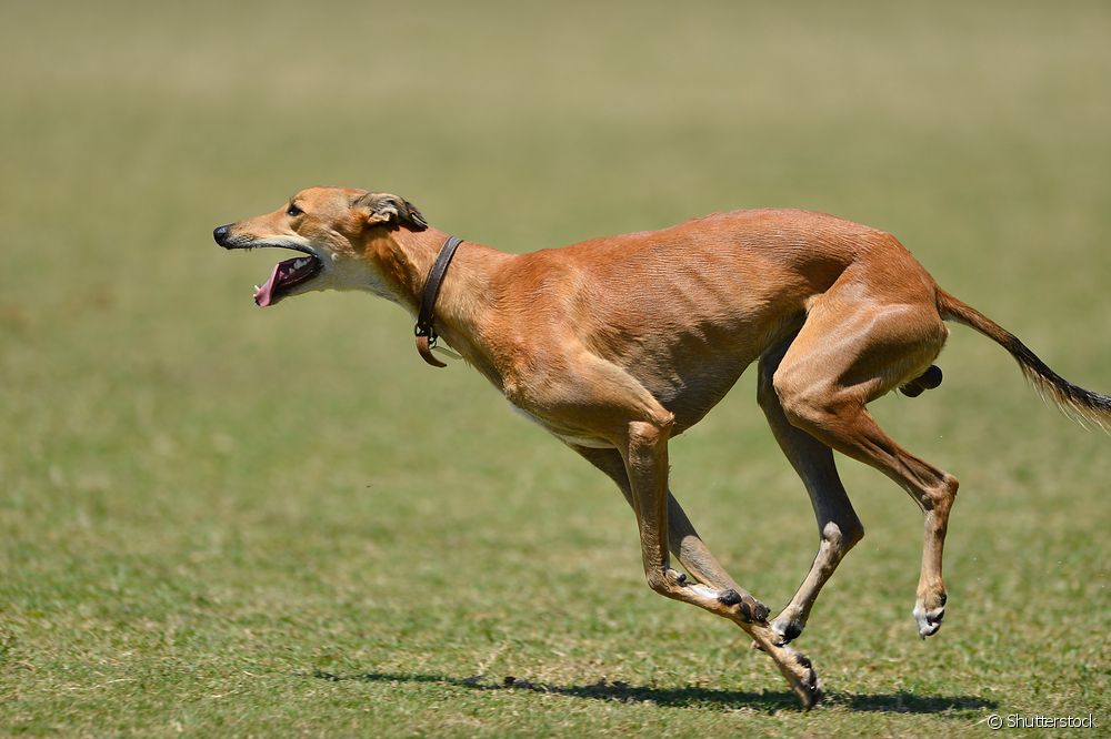  Angleški hrt: vse, kar morate vedeti o najhitrejšem psu na svetu