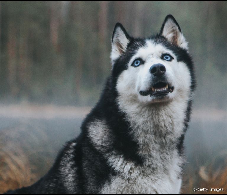  What are the colors of the Siberian Husky? Learn all about the coat of the dog breed
