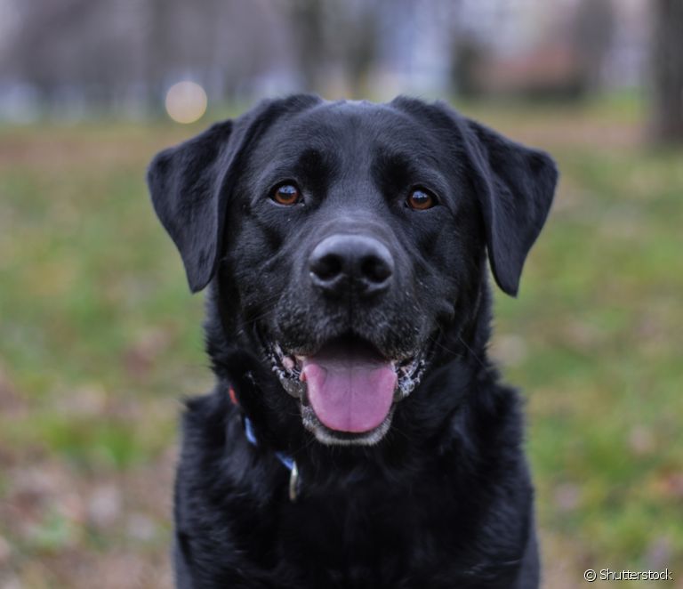  Qeni i madh i zi: 9 raca me të cilat duhet të bini në dashuri