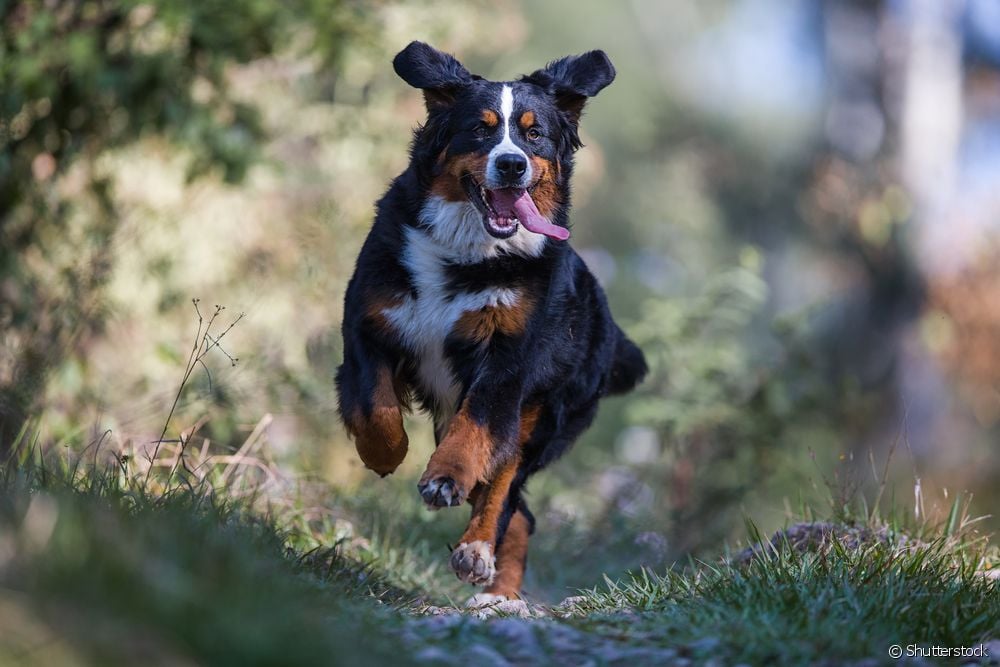  5 Карактеристике бернског планинског пса
