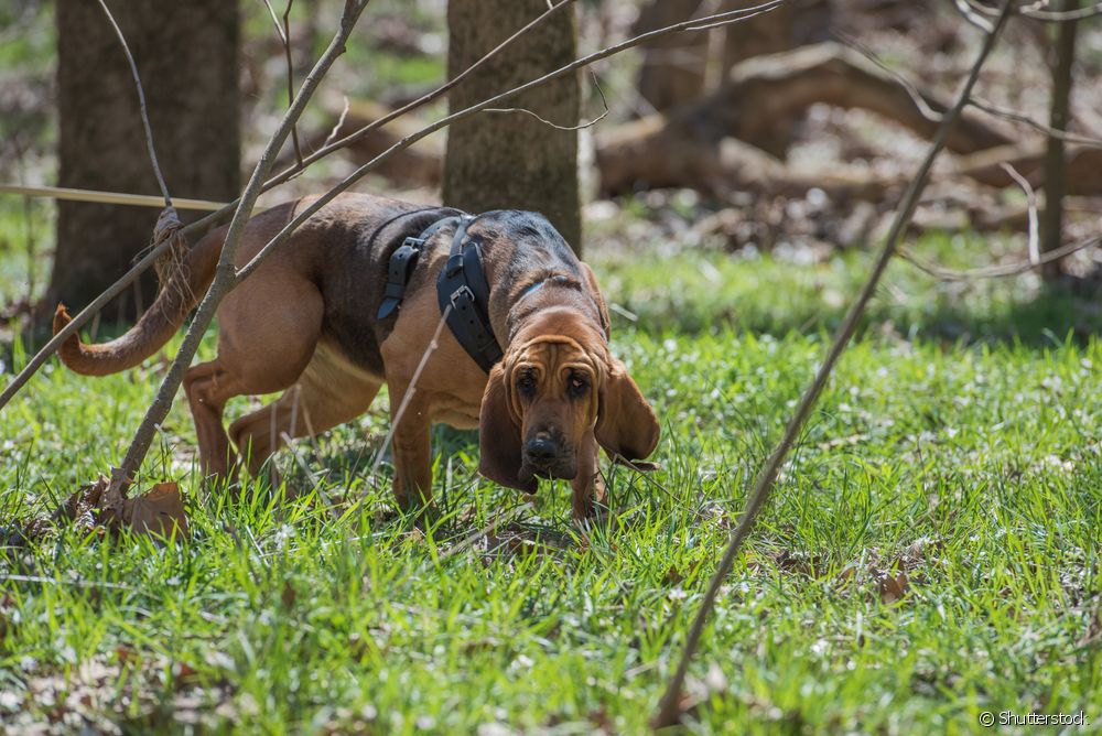  Bloodhound: сè за расата на кучиња