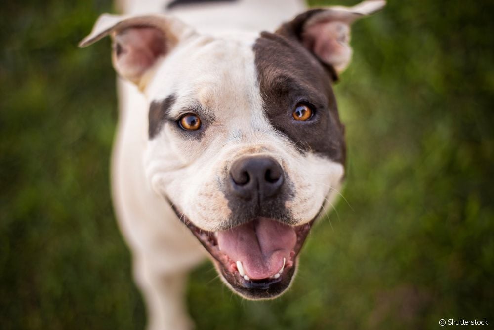  Pitbull trivia: 7 γεγονότα για την προσωπικότητα της ράτσας σκύλων