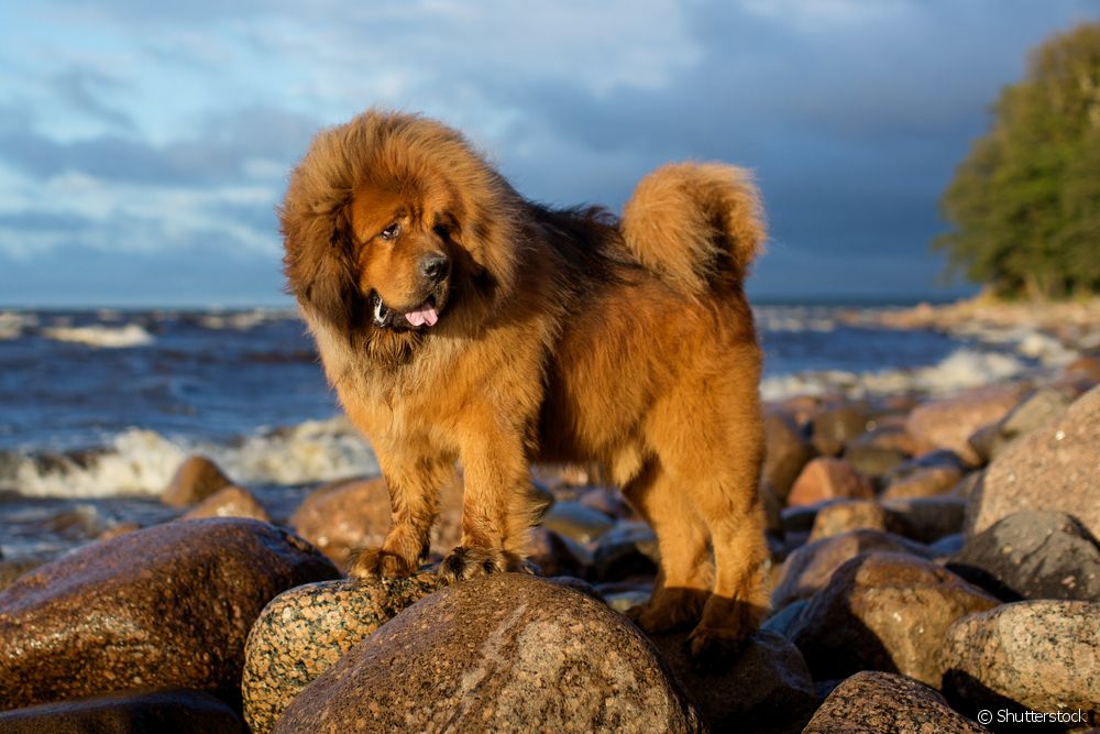  Most expensive dog in the world: 5 curiosities about the exotic Tibetan Mastiff