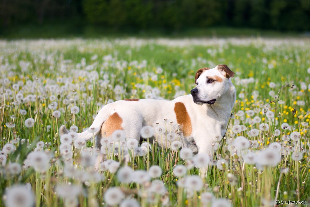  Dişi Pitbull için isimler: Büyük cins köpeği çağırmak için 100 seçeneğe bakın