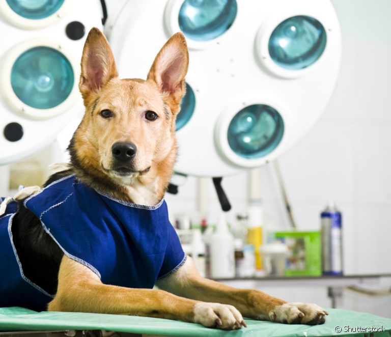  Νεοπλασία όρχεων σκύλου: κτηνίατρος απαντά σε όλες τις ερωτήσεις σχετικά με τον καρκίνο των όρχεων σε σκύλους