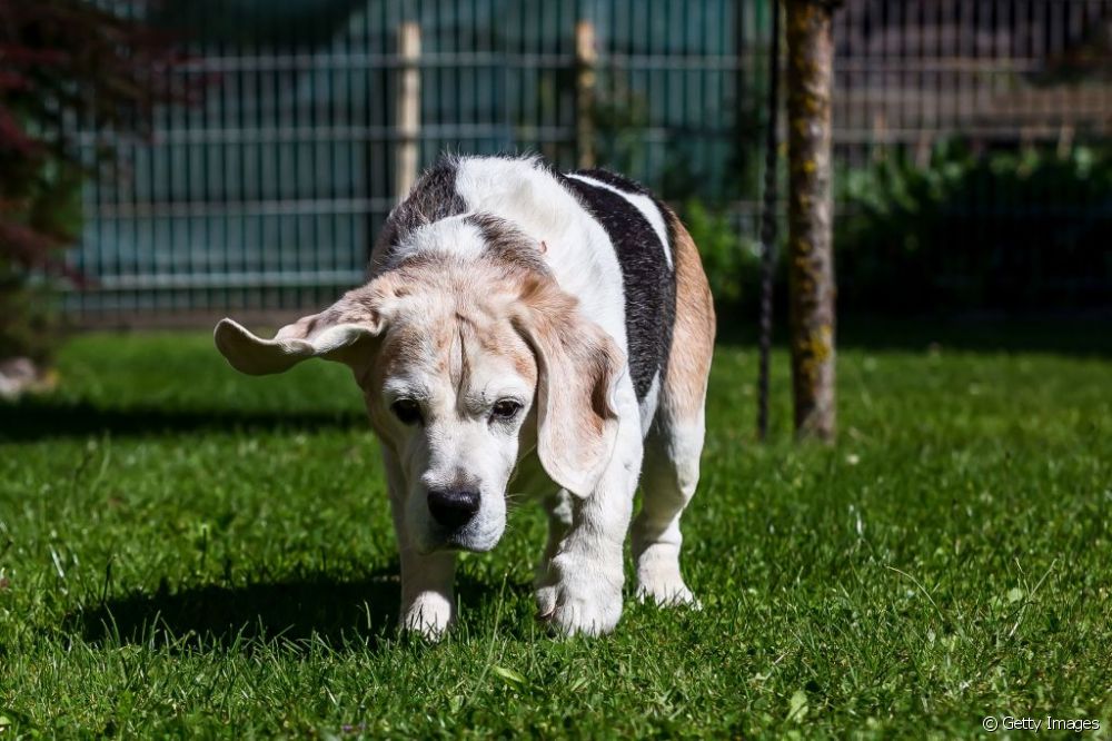  Alzheimer caní: com cuidar els gossos que presenten signes de la malaltia en la vellesa?