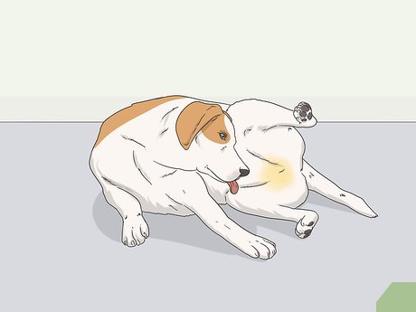  Paraplegický pes: ako masírovať, aby sa uvoľnilo močenie z močového mechúra?