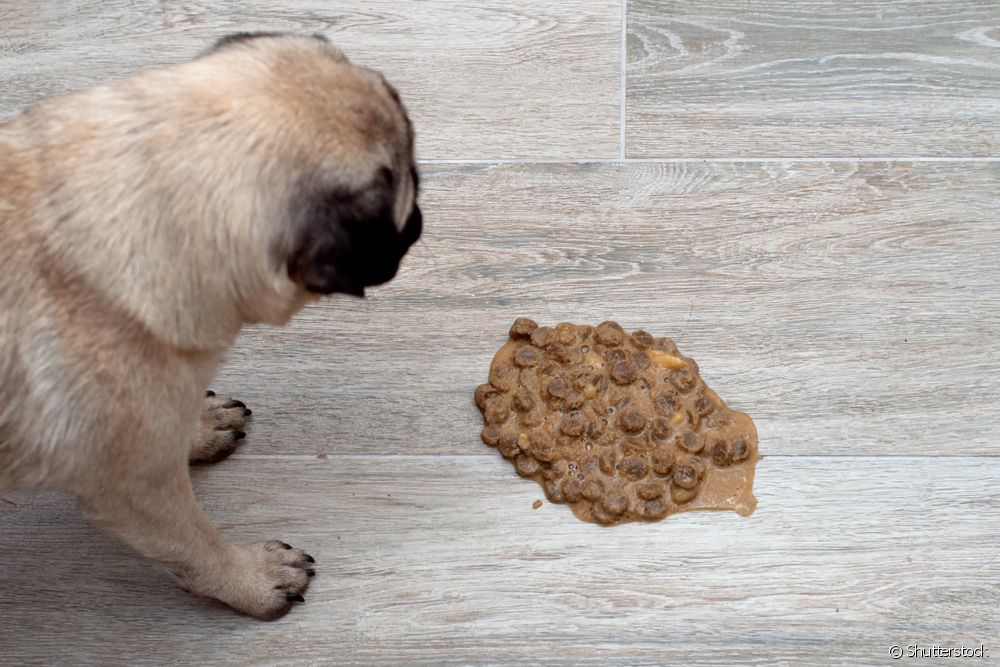  Comida para vómitos de cans: que facer?
