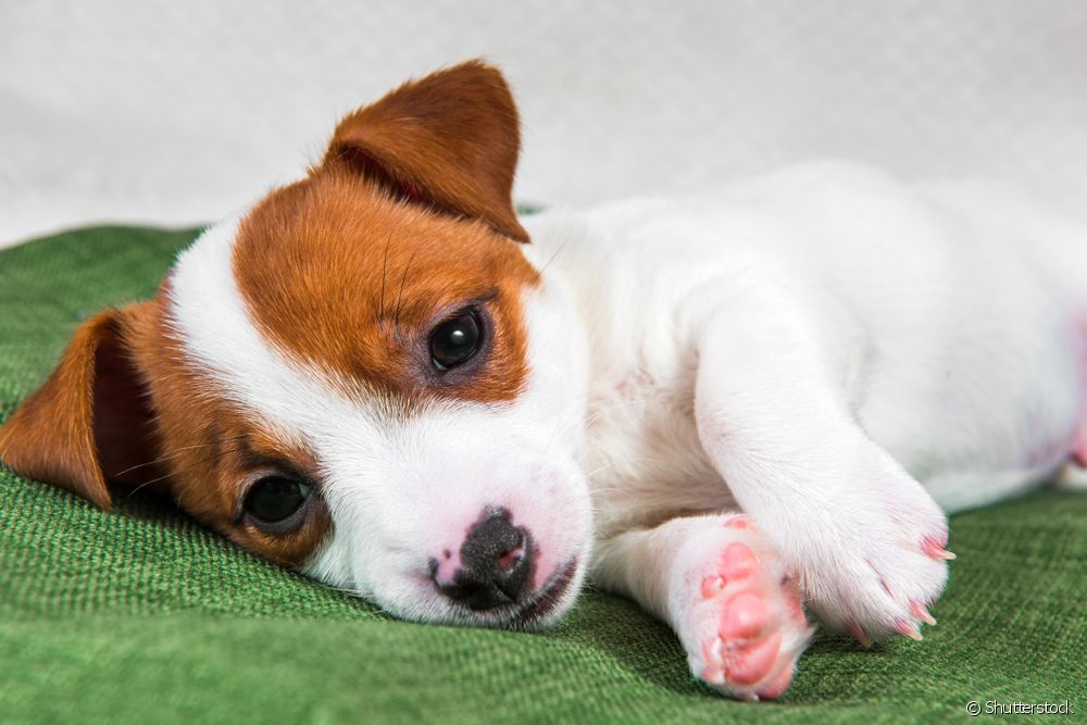  Gastroenteritis psov: veterinar pojasni značilnosti, simptome in zdravljenje bolezni