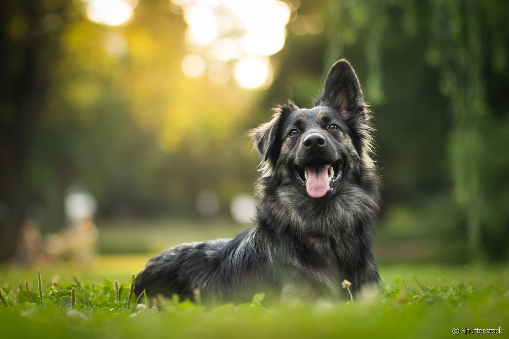  Laşê kûçik: Taybetmendiyên herî balkêş ên celebên kûçikan kifş bikin