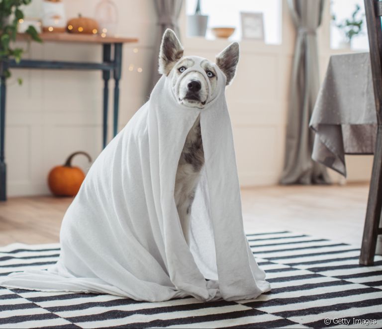  Hunde-Halloween-kostyme: 4 enkle ideer å sette ut i livet