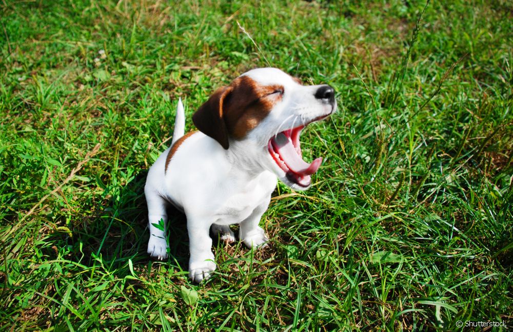  آیا تا به حال به این فکر کرده اید که معنای خمیازه سگ چیست؟ کنجکاوی در مورد این رفتار سگ را ببینید!