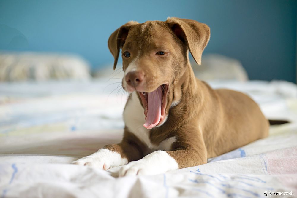  El badall del gos sempre té somni?