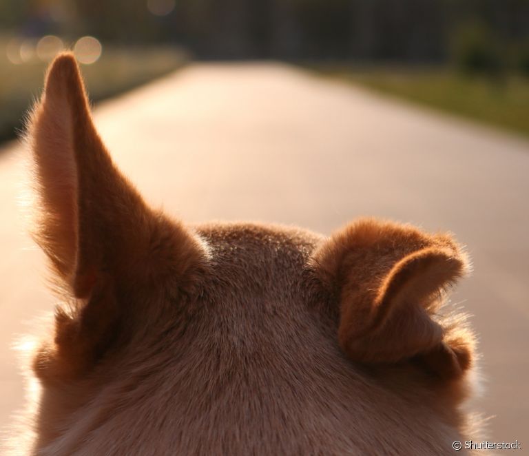  Quali sono i suoni che i cani amano sentire?