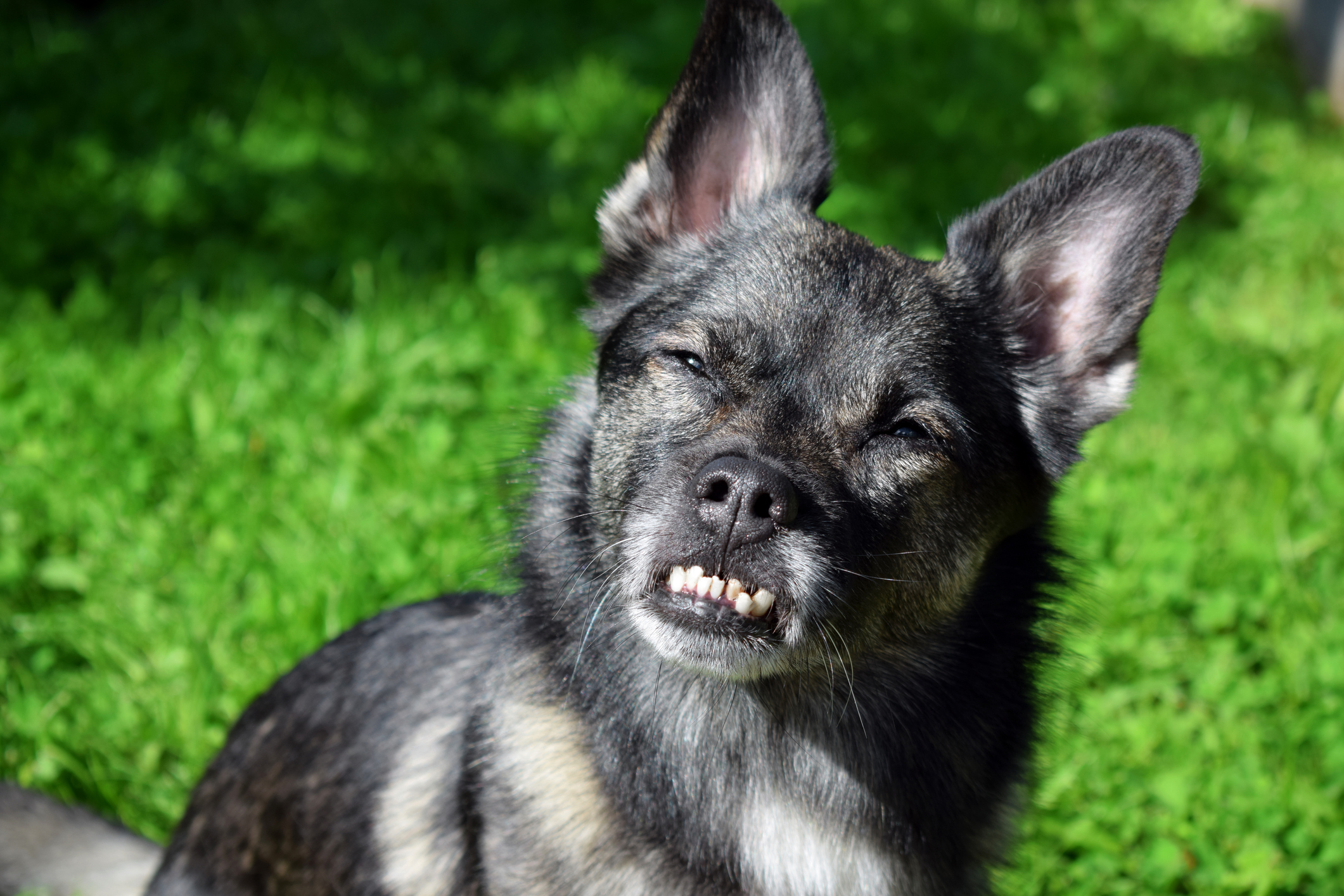  كلب تقويم الأسنان: متى يشار إليه؟ كم يكلف؟ كيف هي الصيانة؟ إعرف كل شيء!