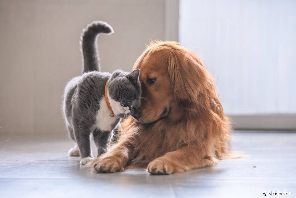  Rojstni list: ali lahko psi in mačke dobijo dokument?