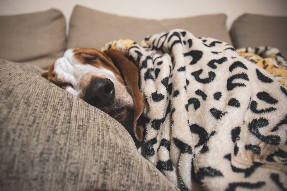  Anjing dalam cuaca dingin: panduan untuk kiat-kiat perawatan anjing di musim dingin