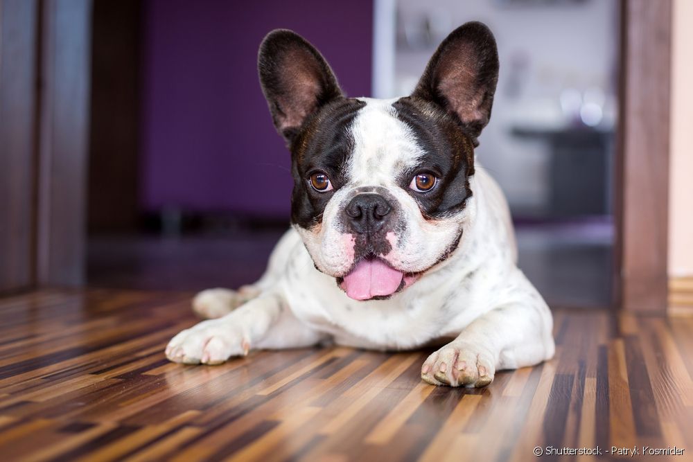  100 Ideen für französische Bulldoggennamen