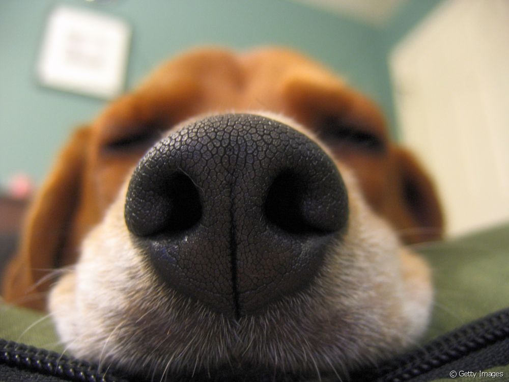 На колко километра едно куче усеща миризмата на собственика си? Вижте тези и други любопитни факти за кучешкото обоняние