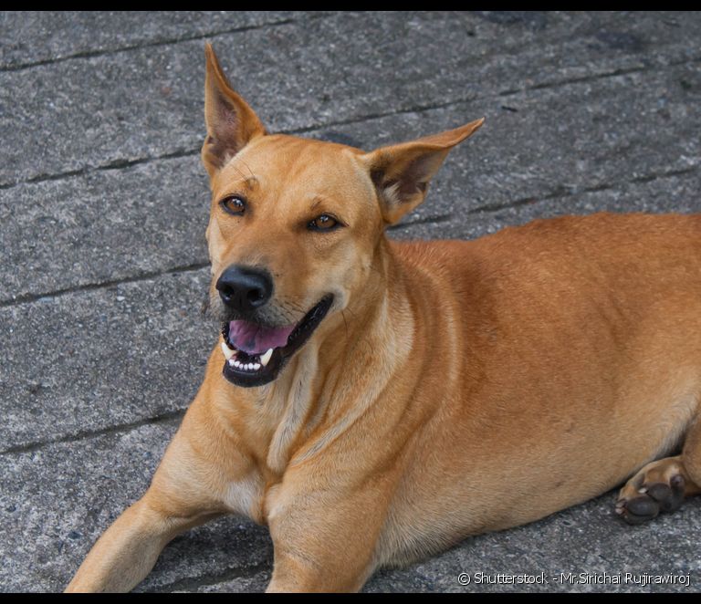 Tên chó: xem 100 gợi ý cho các giống chó phổ biến nhất ở Brazil