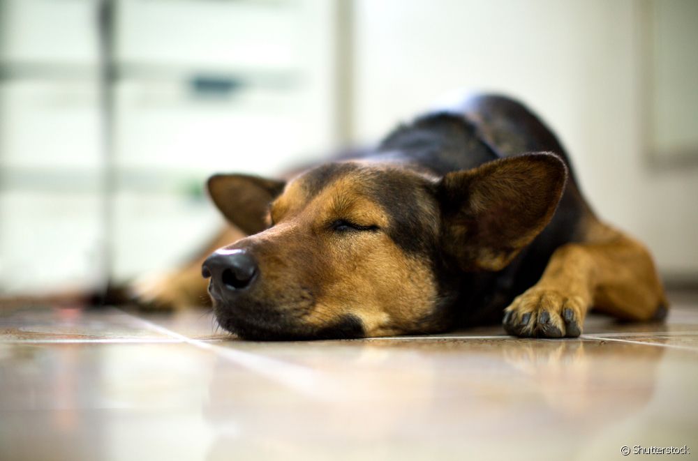  しっぽを振って眠る犬には科学的な説明がある！ 犬の眠りについてもっと知ろう！