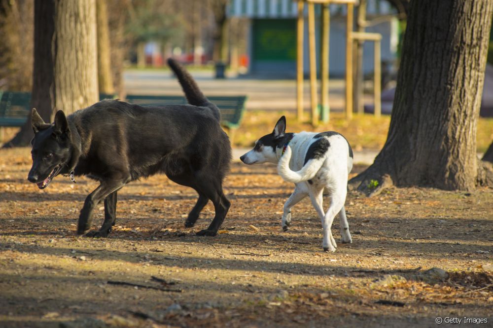  Canine behavior: why do dogs sniff other people's tails?
