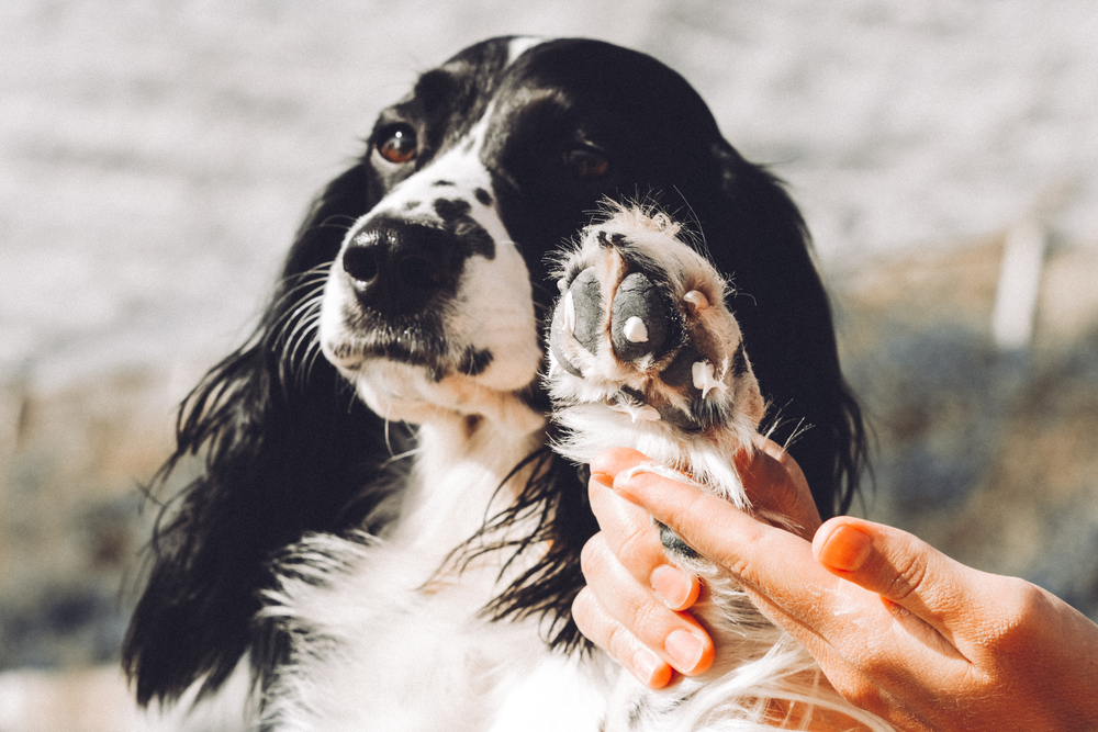  Pododermatiit koertel: mis see on ja kuidas ravida käpapõletikku