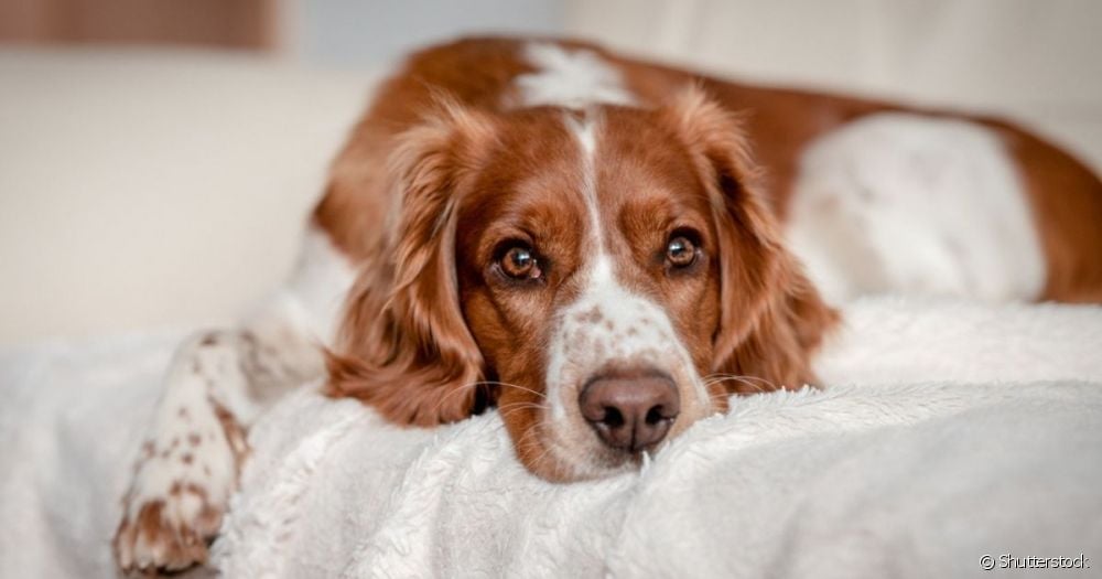  Giardia pada anjing: 13 pertanyaan dan jawaban tentang penyakit anjing