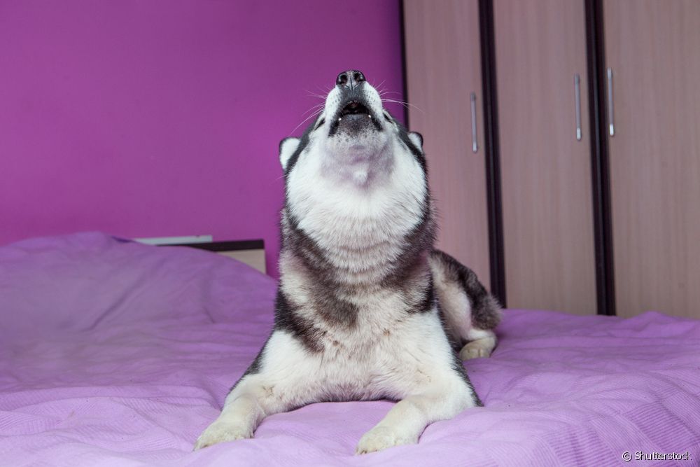  Why does a dog howl at night?