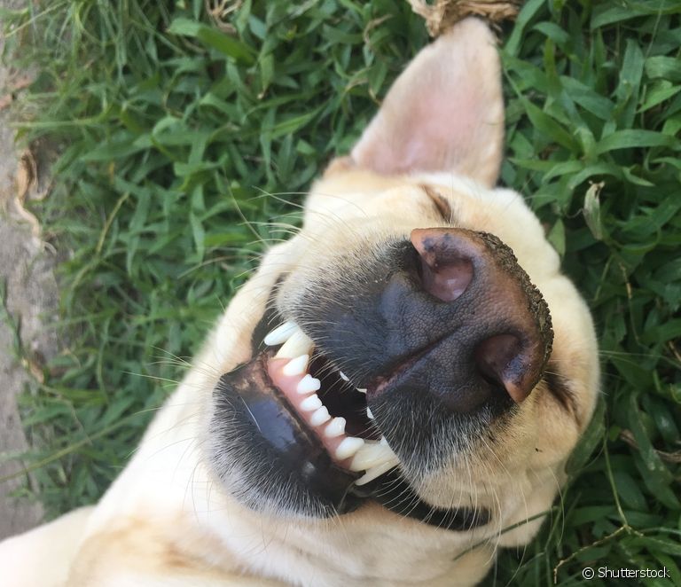  20 foto's van snaakse honde om pret te hê en jou dag te verbeter