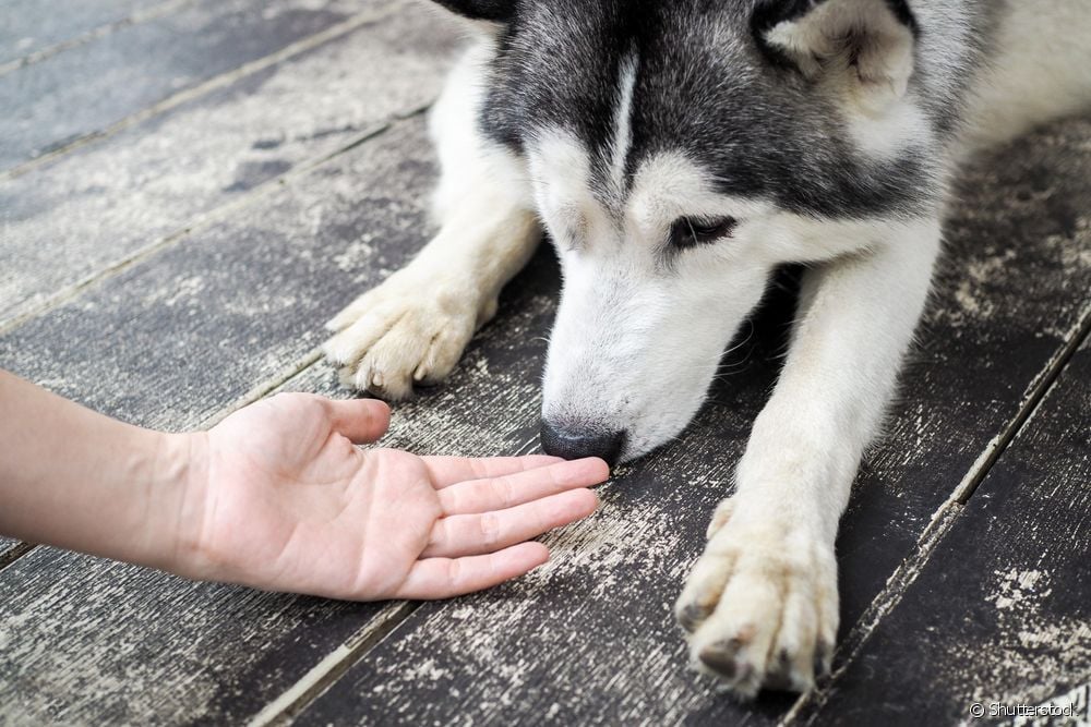  Per què els gossos fan olor de les parts íntimes de les persones?