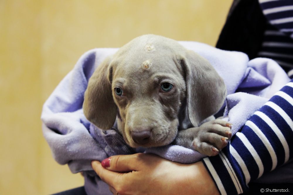  कुत्र्यांमधील पायोडर्मा: या जिवाणू संसर्गाची कारणे, वैशिष्ट्ये आणि उपचारांबद्दल अधिक जाणून घ्या