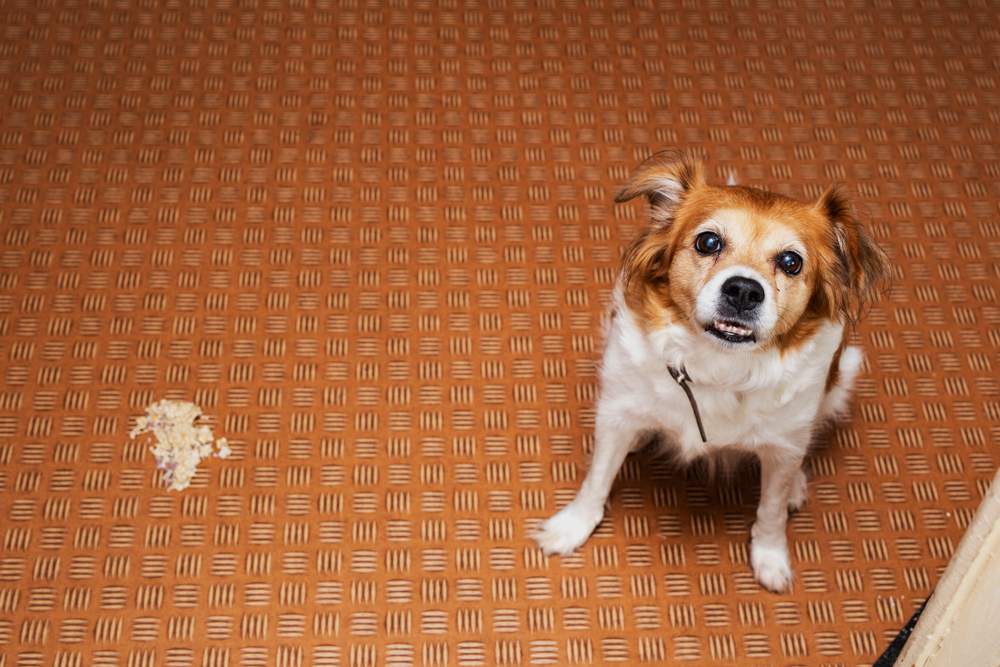  Cane che vomita schiuma bianca: cosa può essere?