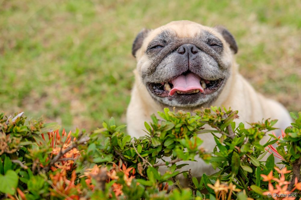  Datos sobre os cans: 40 cousas que podes aprender sobre os cans