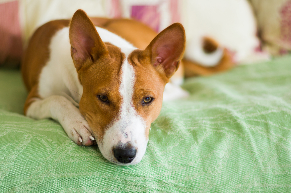  Кашель у собак: каковы причины, последствия и лечение