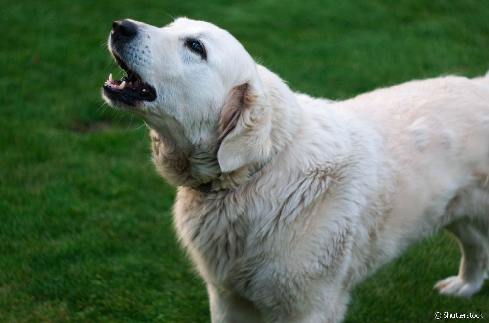 您是否注意到您的爱犬无缘无故地吠叫？ 听觉和鼻子可能是原因，请理解！