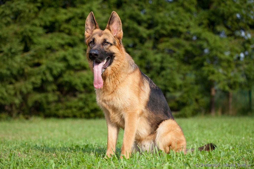  Nomes para o pastor alemán: 100 suxestións para nomear un can de raza grande
