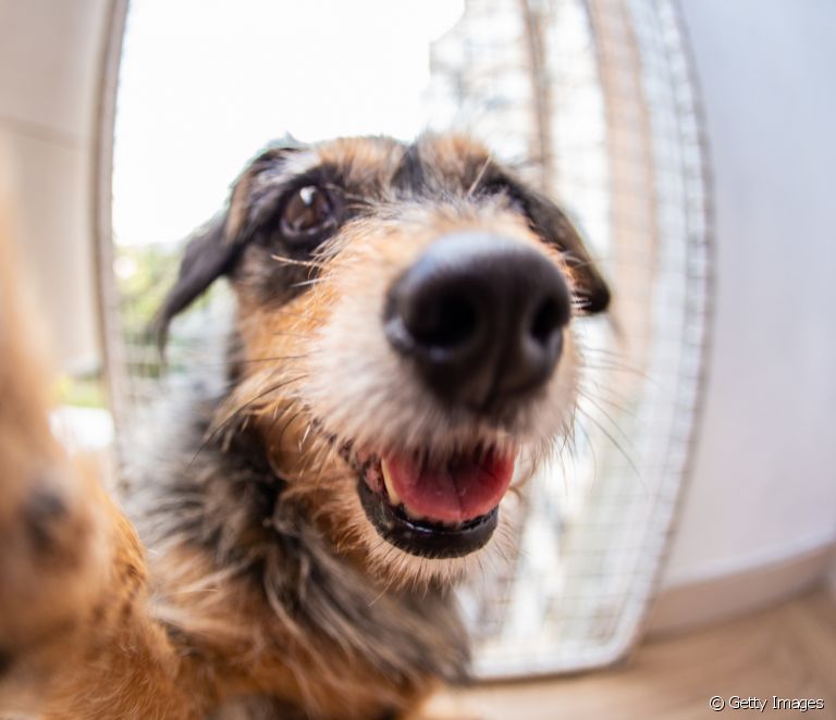  Musell de gos: descobreix tot sobre anatomia, salut i curiositats sobre l'olfacte caní