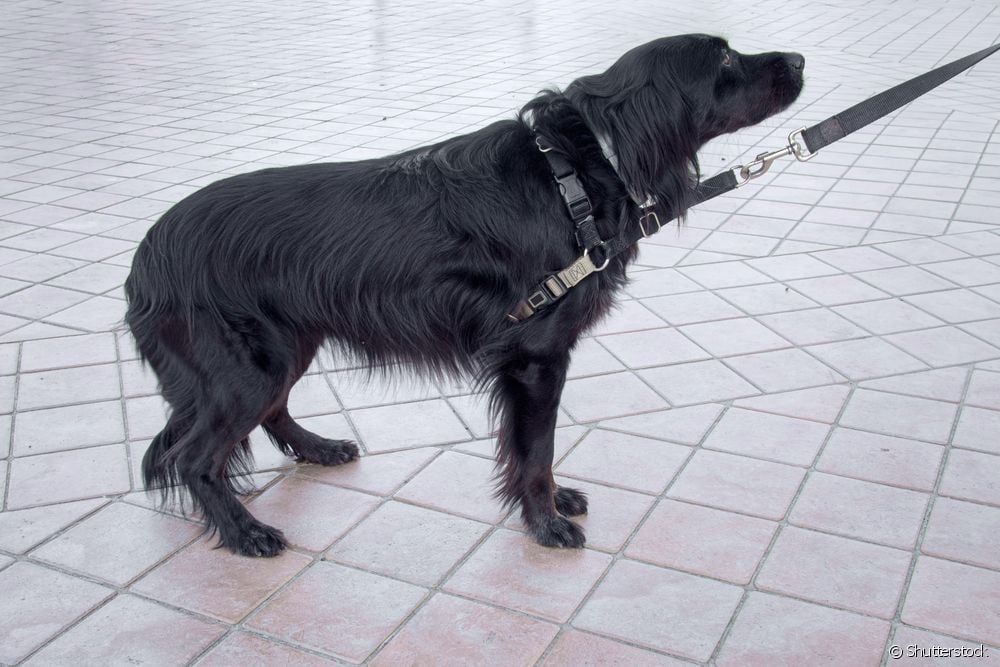  سگ با دم بین پاها: این به چه معناست؟