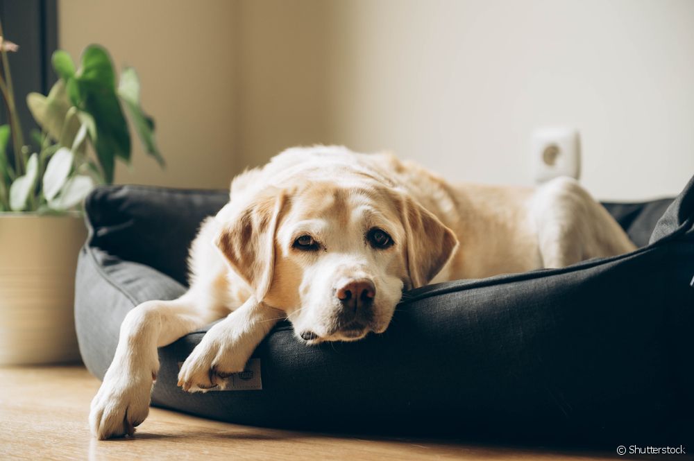  Hur vet du om din hund har feber? Se steg för steg