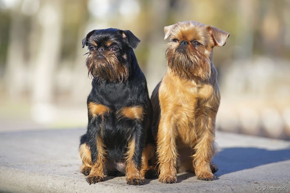  Grifonul de Bruxelles: totul despre rasa de câine de origine belgiană
