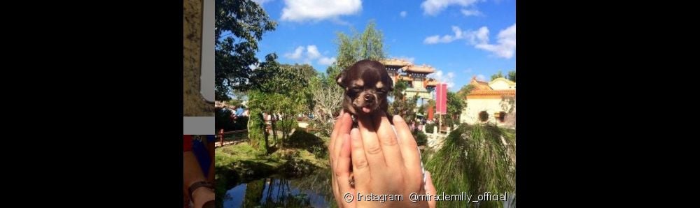  El perro más pequeño del mundo: conozca a los poseedores del récord Guinness