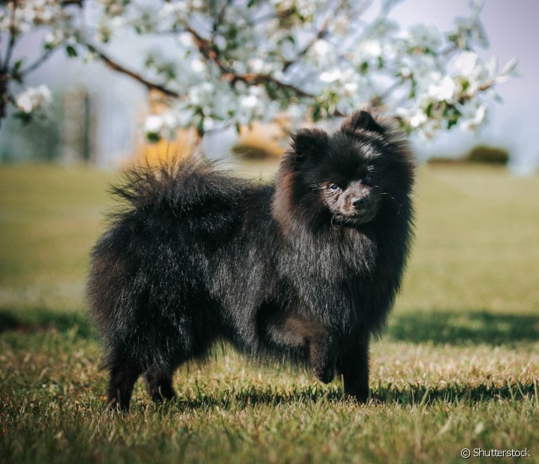  Black Spitz: price, characteristics and personality of this type of Pomeranian Lulu