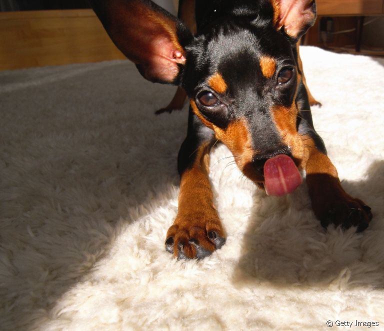  Pinscher 0: lær mer om denne lille hunderasen som er Brasils kjære