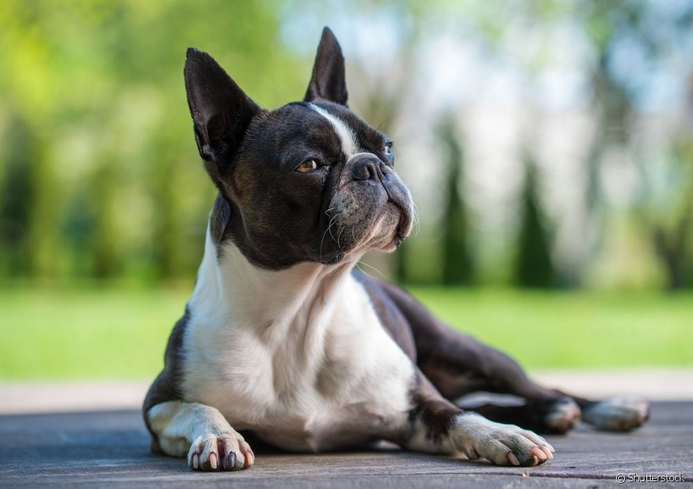  Boston Terrier: cal é a personalidade do can de raza pequena?