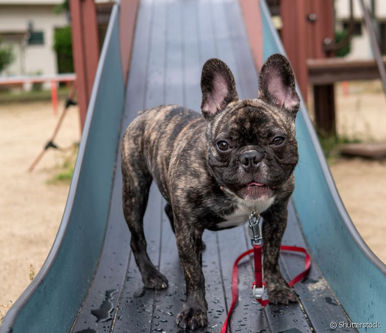  Fransız bulldog: özellikleri, kişiliği ve bakımı... cins hakkında her şeyi öğrenin (+ 30 fotoğraf)